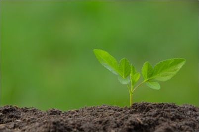 Come l’utilizzo di Amalgerol ha aumentato la produttività del fagiolino in una azienda siciliana